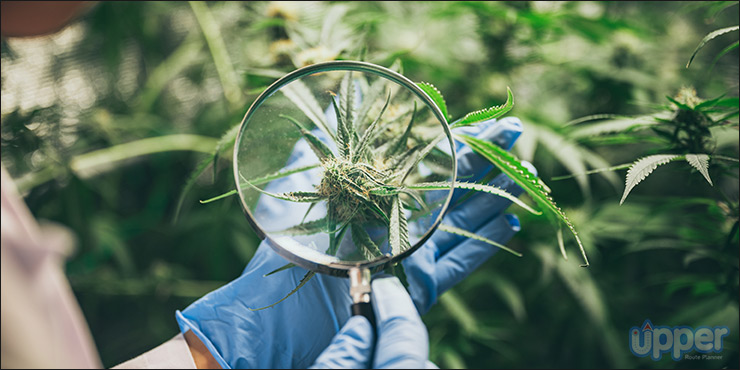 focus on cannabis research