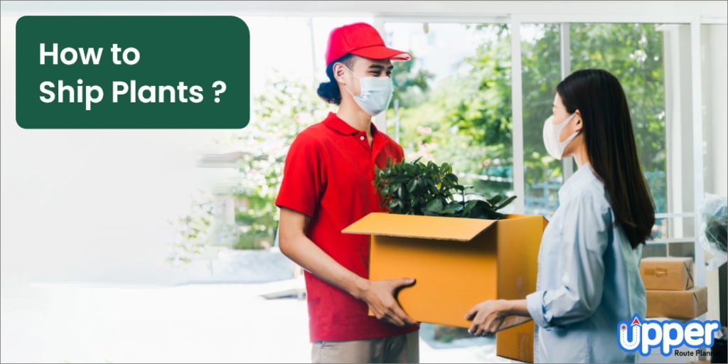 How to Ship Plants: Complete Guide for Safe Delivery in 2025